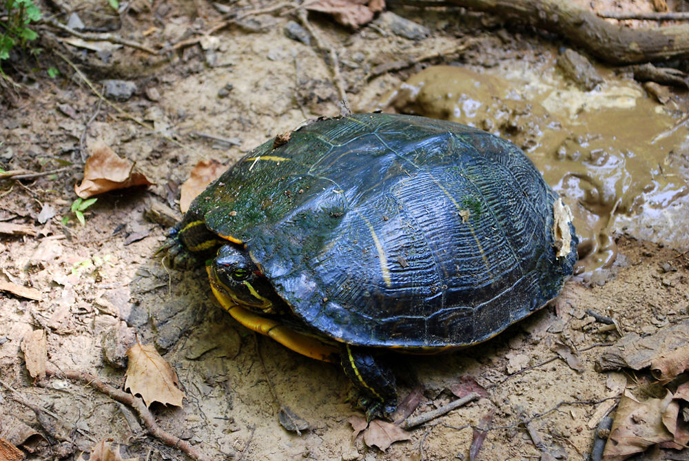 Promenade de tortue