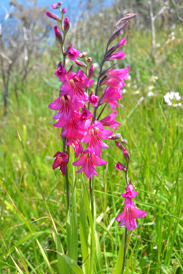 Orchidée sauvage en Bretagne