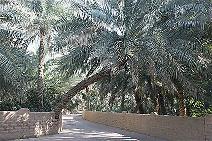Palmeraie à Al Ain 