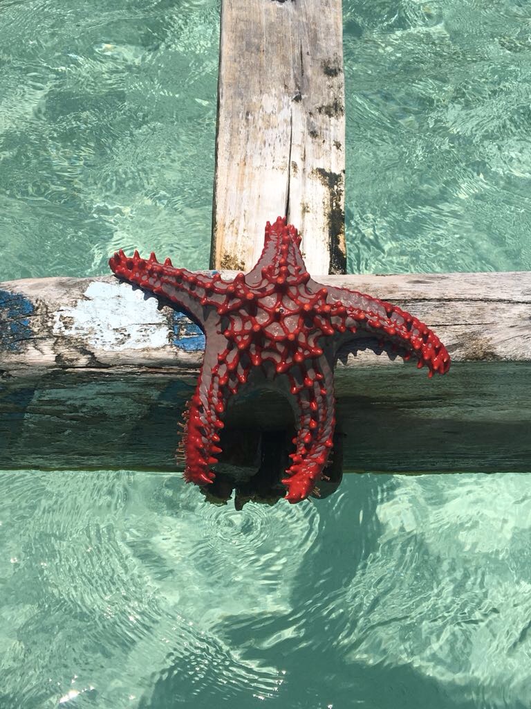 My beautiful red starfish My beautiful red starfish