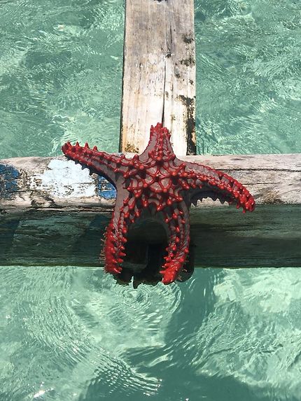 My beautiful red starfish
