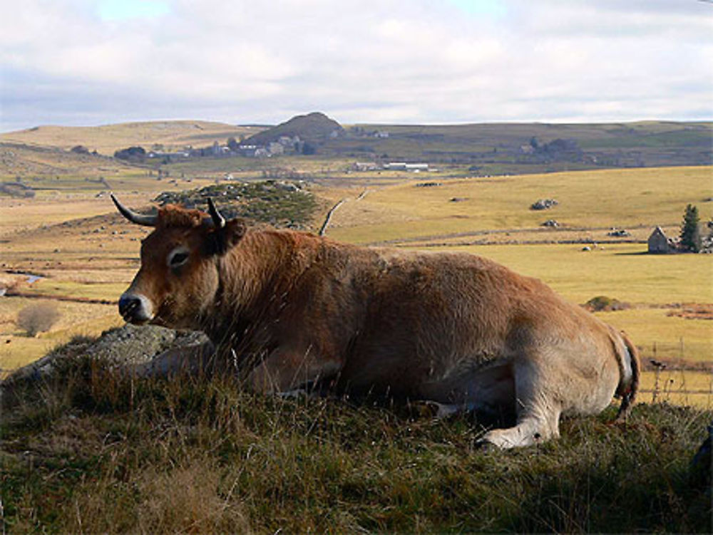 Paysage d'Aubrac