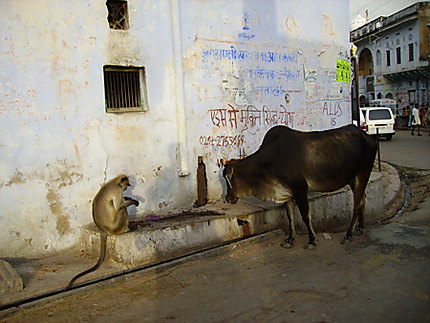 Le singe et la vache - Pushkar