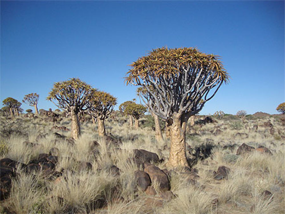 La forêt de Kokerboom