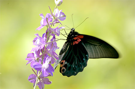Papillon Papillon