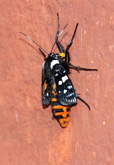 Bel insecte Bel insecte