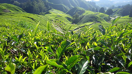 Les plantations de thé de Cameron Highlands