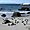 Plage Boulders et pingouins, Afrique du Sud