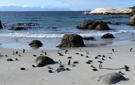 Plage Boulders et pingouins, Afrique du Sud