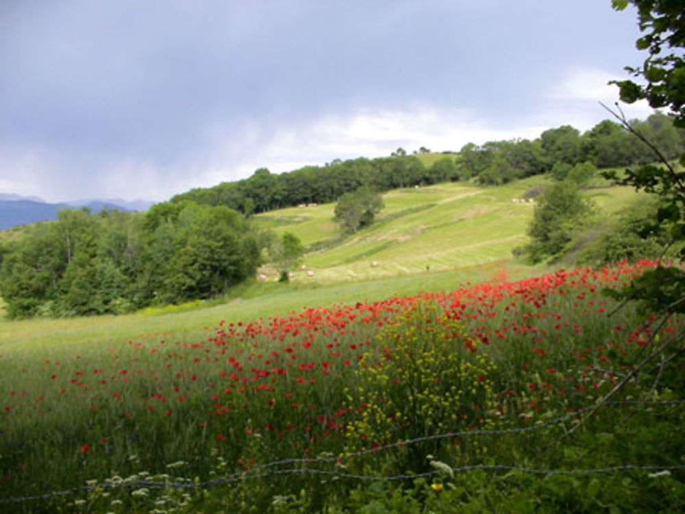 Champ de coquelicots à Puteville