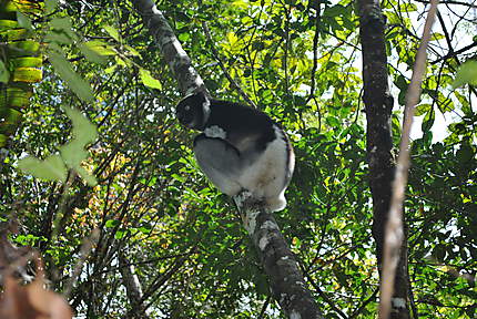 L'Indri Indri