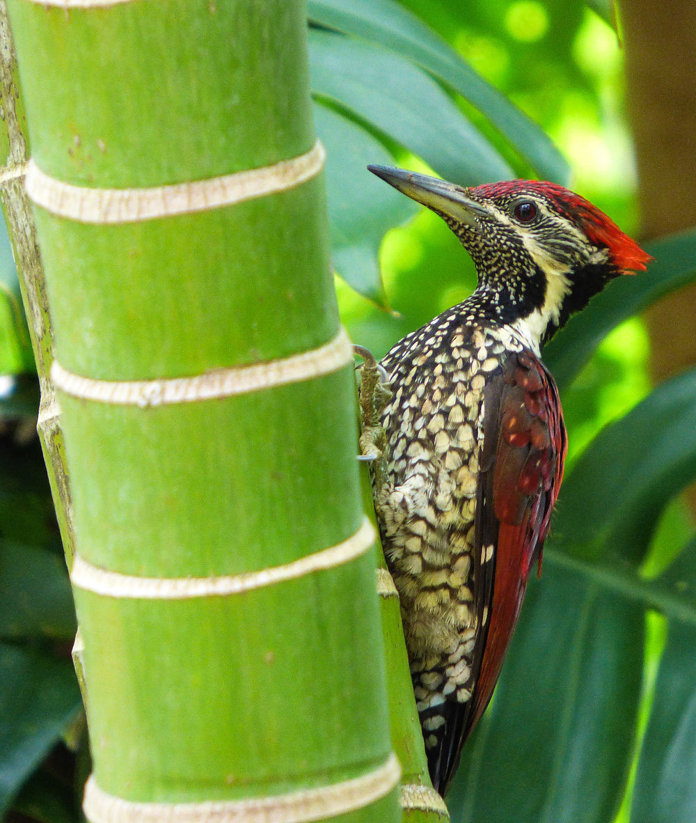 Pic de Sri Lanka