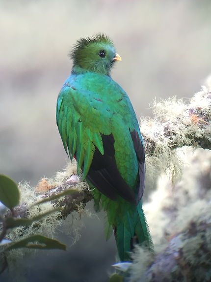 Quetzal à San Gerardo de Dota