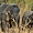 Eléphant d'Afrique de l'ouest
