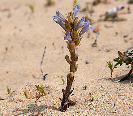 Une fleur de désert