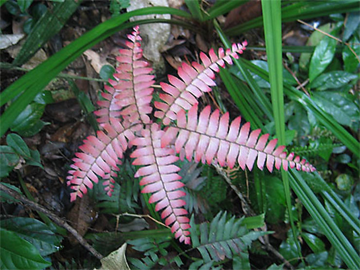 parc-national-de-joatinga-plantes-r-serve-cologique-de-joatinga