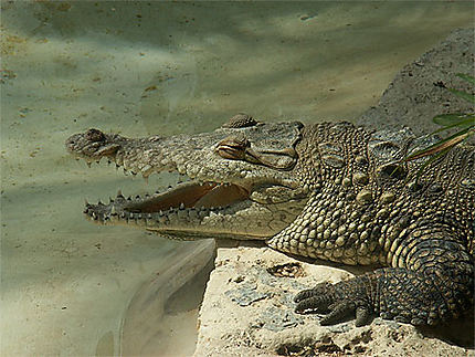 Crocodile hilare !!