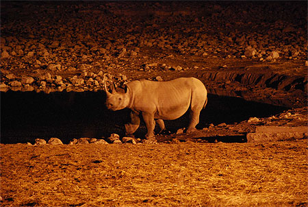 Rhinocéros Rhinocéros