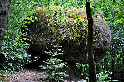 Le champignon