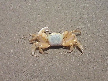 Crabe 