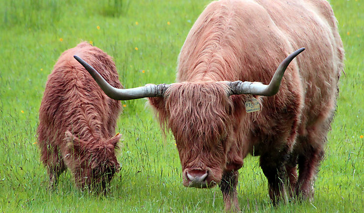 Vache des Highlands, Écosse