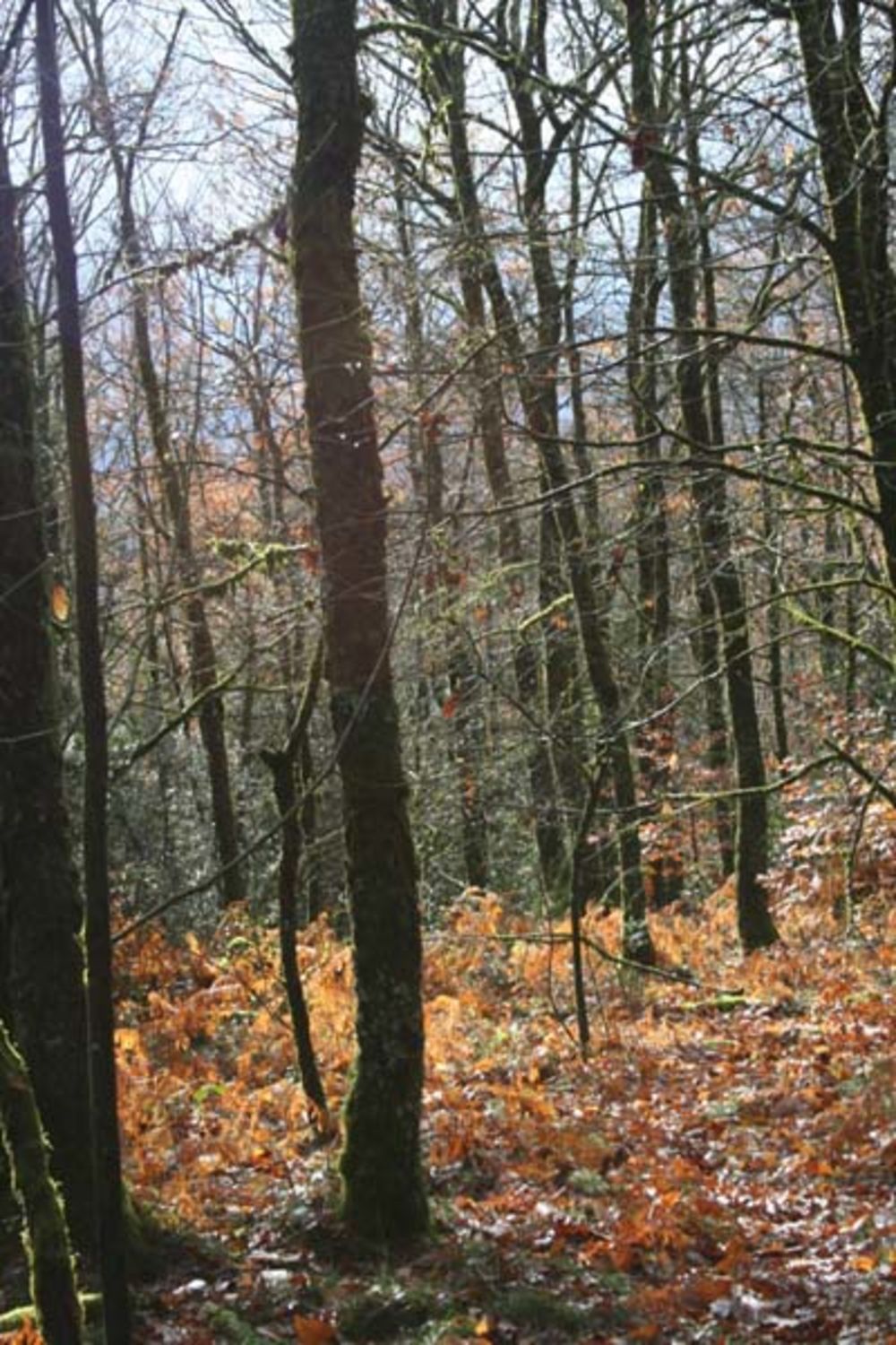 Forêt d'automne