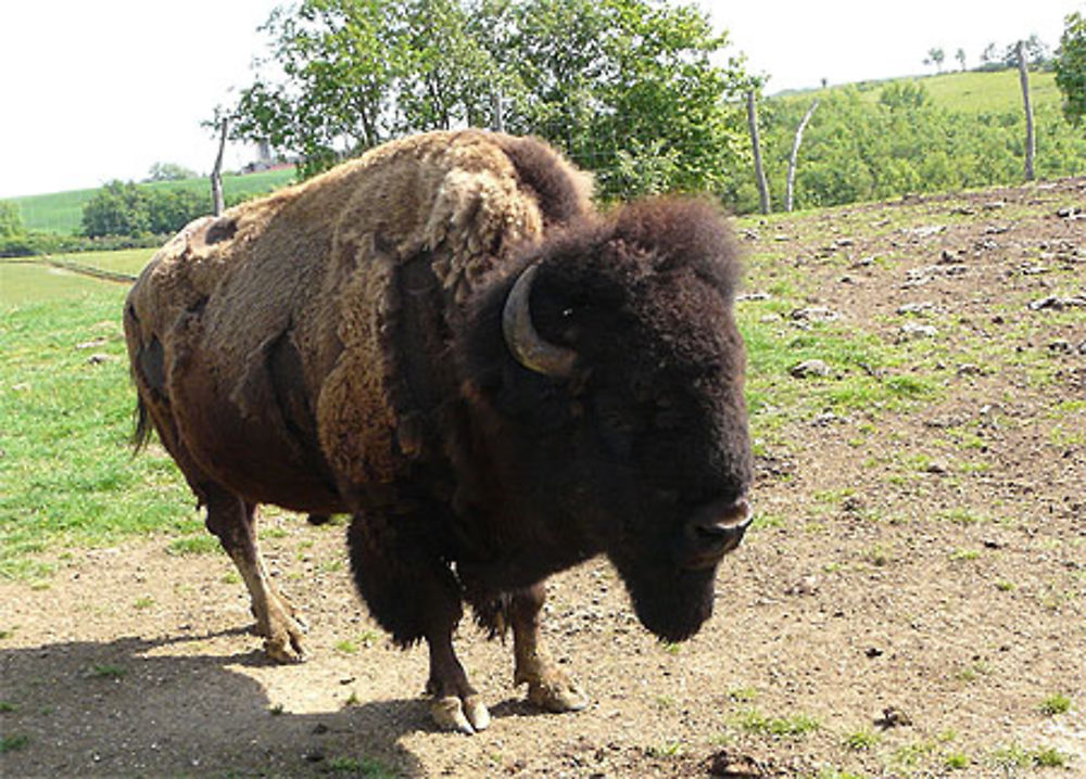 Bison