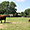 Vaches au Den Fynske Landsby