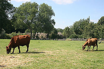 Vaches au Den Fynske Landsby