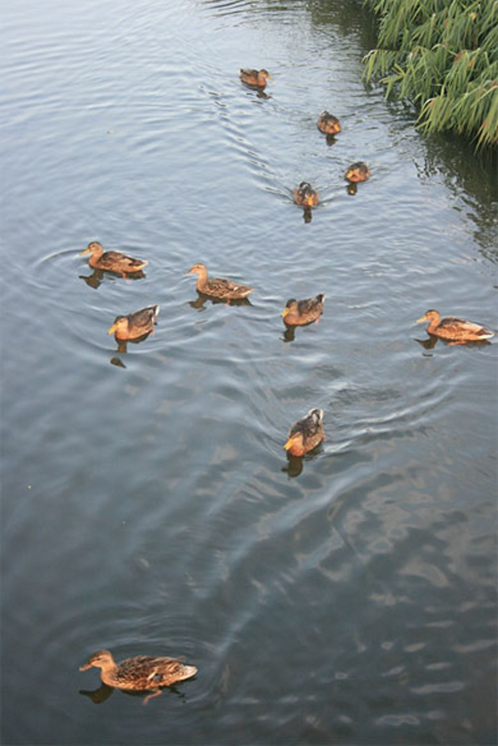 Les canards