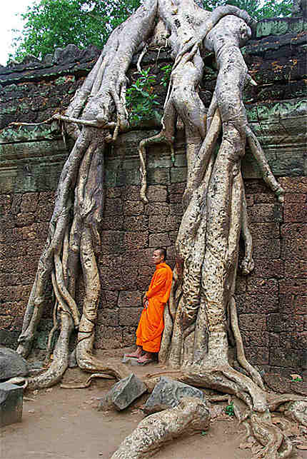 Moine pensif de Angkor