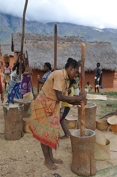 Femmes en train de piler le riz