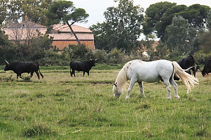Camargue - Le cheval blanc et les taureaux