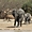 Eléphant d'Afrique de l'ouest