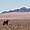 Oryx - désert du Namib