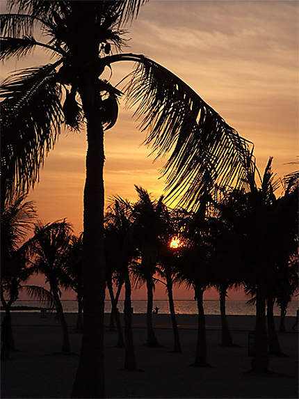 Coucher de soleil et palmiers