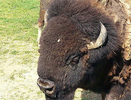 Bison