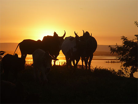 Zébus au coucher de soleil Zébus au coucher de soleil