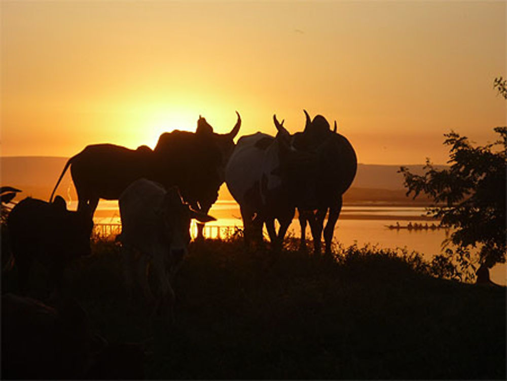 Zébus au coucher de soleil