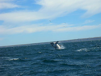 Le saut du baleineau