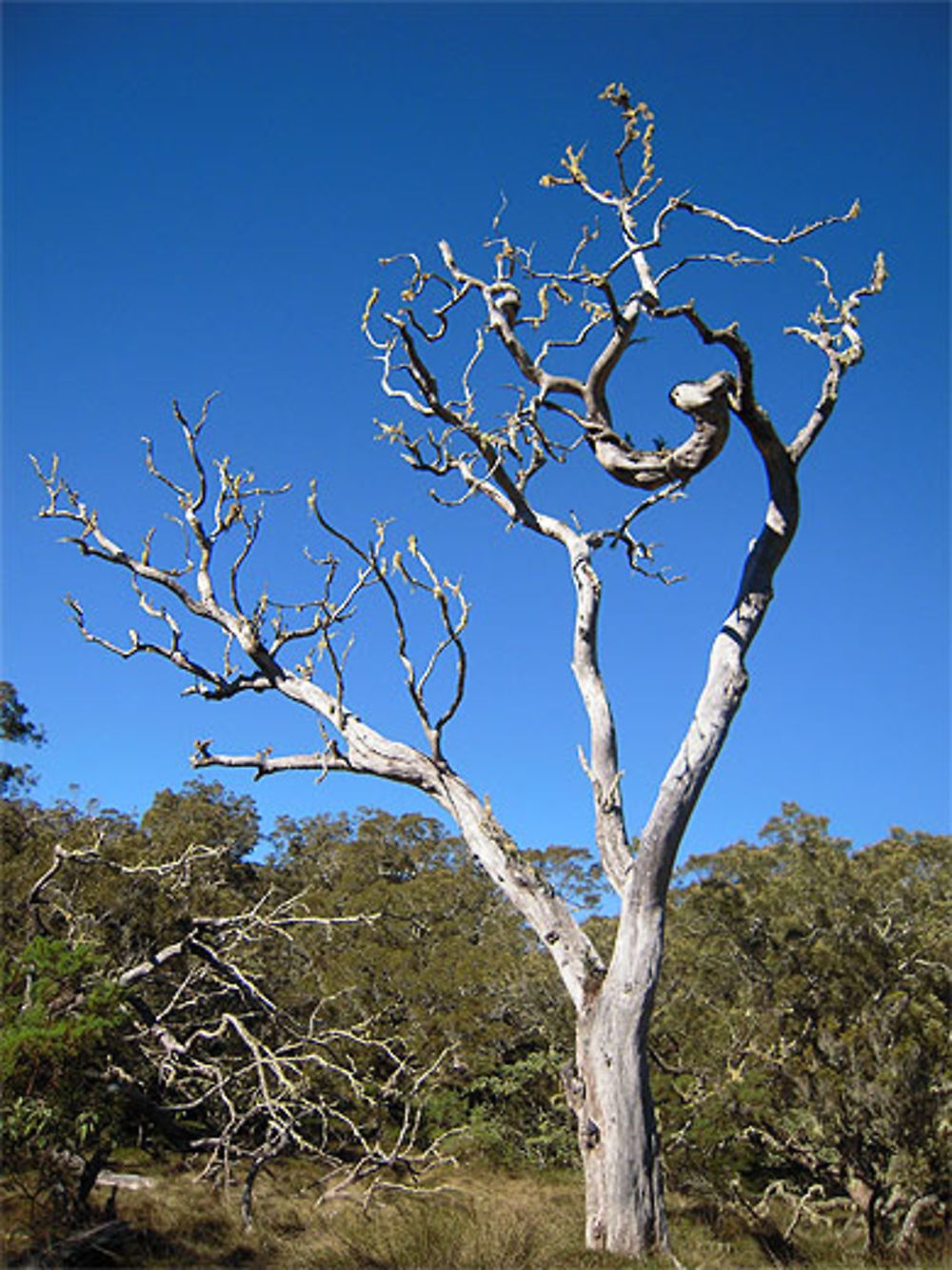 Arbre dans la plaine des tamarins