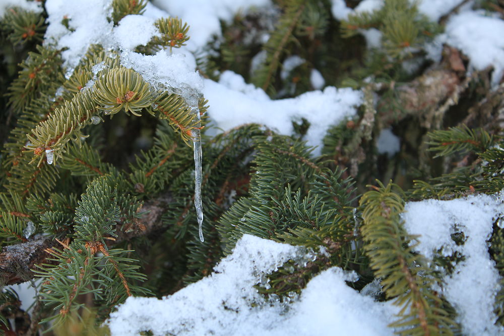 La nature, entre glace et neige 