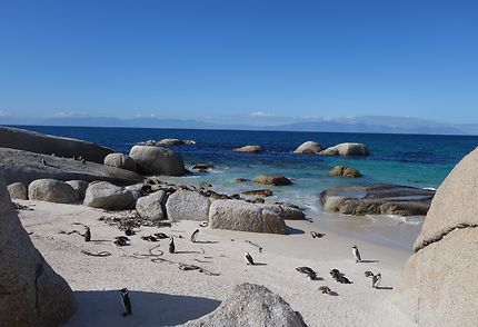 Pingouins près de Cape Town