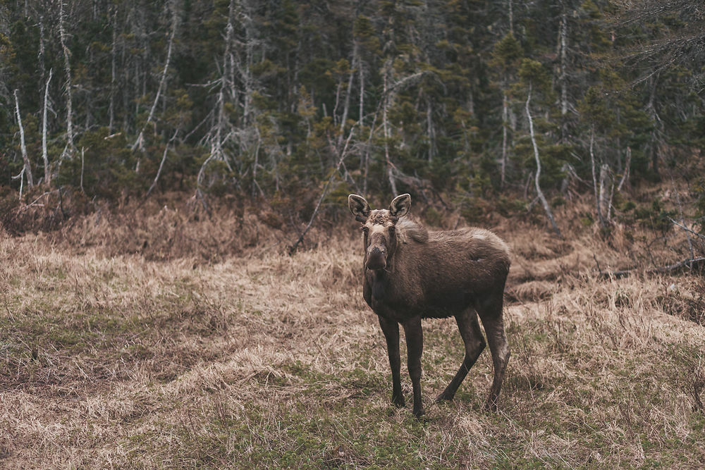 Au pays des caribous 