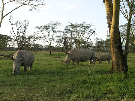 Un des 'big five' Un des 'big five'