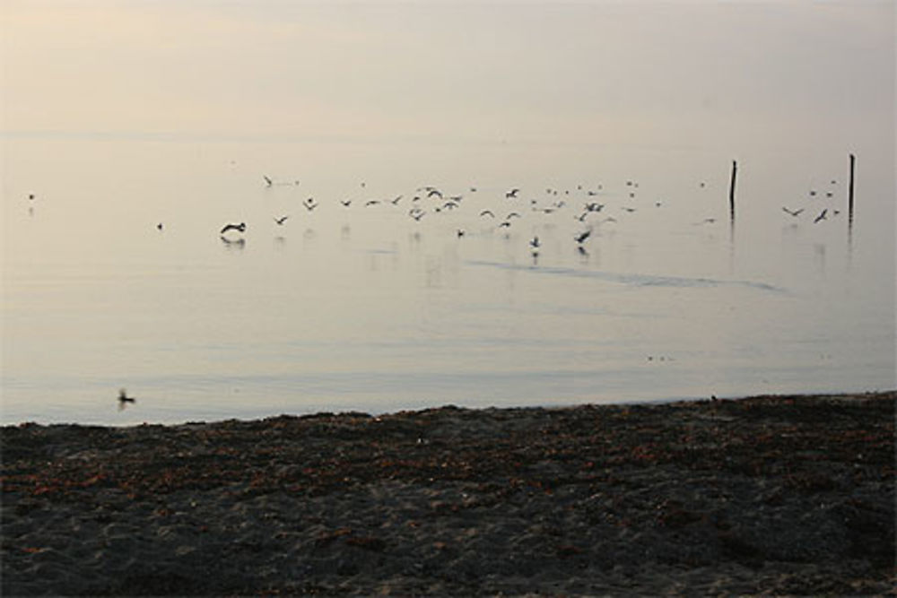 Oiseaux sur la Baltique