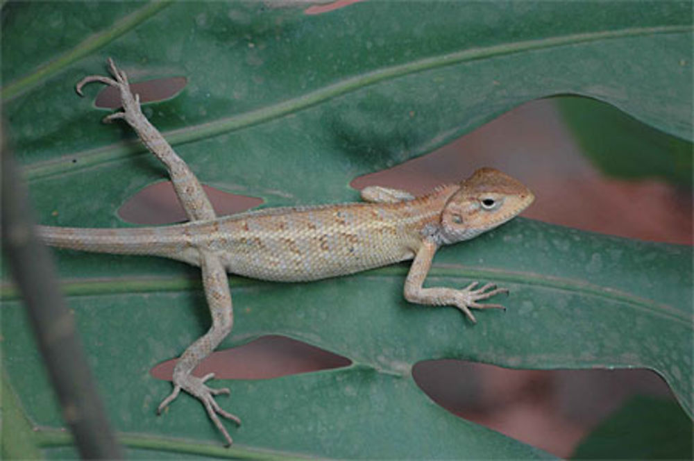 Lézard