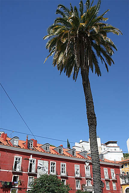 Palmier dans le quartier de l'Alfama