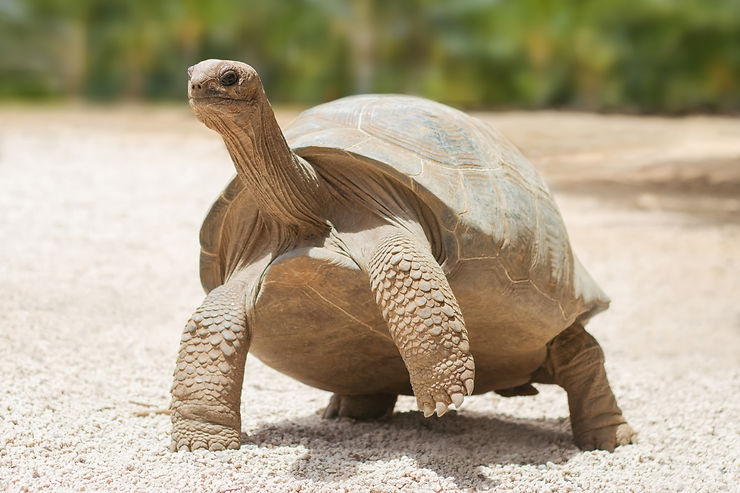  Les tortues de la réserve François Leguat 