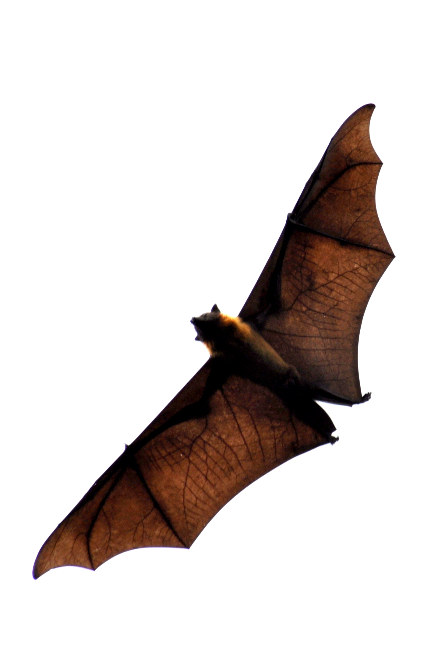 Chauve souris géante Chauve souris géante
